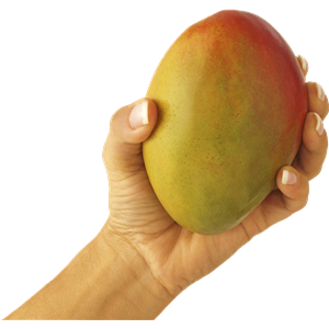 Mango in hand PNG image-9167